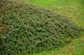 An evergreen, classically cushion-growing rock garden must not be missing in any garden. It is an ideal variant of greening steep