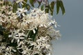 Evergreen clematis Royalty Free Stock Photo