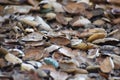 Evergreen Coast Live Oak Leaves Creating New Soil During Fall Season Close Up Royalty Free Stock Photo