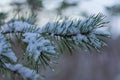 Evergreen conifer, fir tree branch covered in snow with water droplets drips in winter Royalty Free Stock Photo