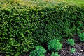 Is an evergreen conifer suitable for both low and high hedges. It also tolerates more significant shading, it regenerates well eve