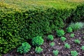 Is an evergreen conifer suitable for both low and high hedges. It also tolerates more significant shading, it regenerates well eve