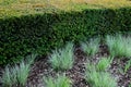 Is an evergreen conifer suitable for both low and high hedges. It also tolerates more significant shading, it regenerates well eve