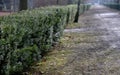 Evergreen conifer suitable for low and high hedges. It also tolerates shade, regenerates well from old wood, requires good moist s