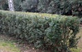 Evergreen conifer suitable for low and high hedges. It also tolerates shade, regenerates well from old wood, requires good moist s