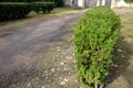 Evergreen conifer suitable for low and high hedges. It also tolerates shade, regenerates well from old wood, requires good moist s