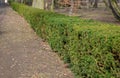 Evergreen conifer suitable for low and high hedges. It also tolerates shade, regenerates well from old wood, requires good moist s