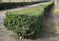 Evergreen conifer suitable for low and high hedges. It also tolerates shade, regenerates well from old wood, requires good moist s