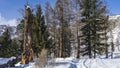 Evergreen coniferous and bare trees grow along the road Royalty Free Stock Photo