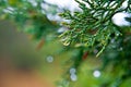 Evergreen coniferous branch with rain drops Royalty Free Stock Photo