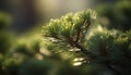 Evergreen coniferous forest, beauty in nature growth generated by AI