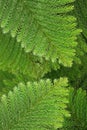 Evergreen coniferous leaves