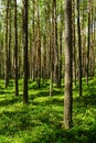 Evergreen coniferous pine forest with green bilberry plants in the forest floor.