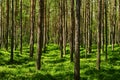 Evergreen coniferous pine forest with green bilberry plants in the forest floor.