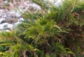 Evergreen coniferous plant thuya cypress natural background