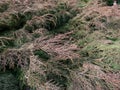 Evergreen coniferous shrub the Siberian carpet cypress, Russian arbor-vitae (Microbiota decussata)