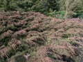 Evergreen coniferous shrub the Siberian carpet cypress, Russian arbor-vitae (Microbiota decussata)