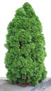 The evergreen coniferous tree of Thuja of ideal form grows on an urban stone pavement