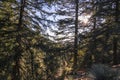 Evergreen coniferous trees in the mountains at Mount Baldy, California Royalty Free Stock Photo