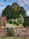 Evergreen conifers and ornamental shrubs in the park