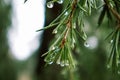 Evergreen conifers pine spruce tree branch needles rain drops. Rainy weather Royalty Free Stock Photo