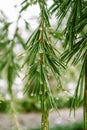 Evergreen conifers pine spruce tree branch needles rain drops Rainy weather wood Royalty Free Stock Photo