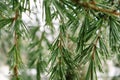 Evergreen conifers pine spruce tree branch needles rain drops Rainy weather wood Royalty Free Stock Photo