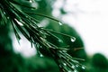 Evergreen conifers pine tree branch with rain drops. Rainy weather in green wood Royalty Free Stock Photo