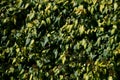 Evergreen creeper, dark green leaf with a yellow center. Older leaves are larger and more rounded. vines with sticky roots, which