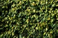 Evergreen creeper, dark green leaf with a yellow center. Older leaves are larger and more rounded. vines with sticky roots, which