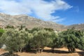 Evergreen cultivated olive trees grove on Greek Kalymnos island