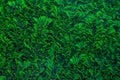 Evergreen cypress. Garden wall with green cypre