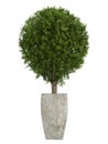 Evergreen cypress topiary tree Royalty Free Stock Photo