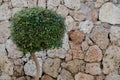 Evergreen decorative bush against stone wall. Summer nature background Royalty Free Stock Photo