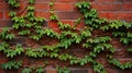 evergreen english ivy