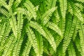 Evergreen fern leaves closeup in the forest. dark green foliage background for design