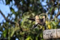 Evergreen fighting birds.