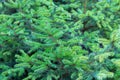 Evergreen fir branches with new grown ramification background