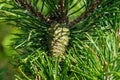 Fir pinus sylvestris Royalty Free Stock Photo