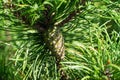 Fir pinus sylvestris Royalty Free Stock Photo