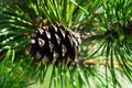 Fir pinus sylvestris Royalty Free Stock Photo