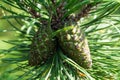 Fir pinus sylvestris Royalty Free Stock Photo