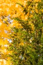 evergreen fir tree, close-up