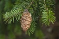 Evergreen Fir Tree Cone