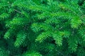 Evergreen fir trees