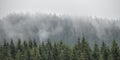 Evergreen firs, larches pines forest with fog and low clouds. Nostalgic look.