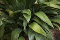 Aspidistra elatior foliage