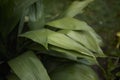 Aspidistra elatior foliage