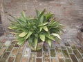 Aspidistra elatior plants in a flower pot Royalty Free Stock Photo