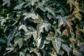Hedera helix, common ivy, English ivy, European ivy background Royalty Free Stock Photo